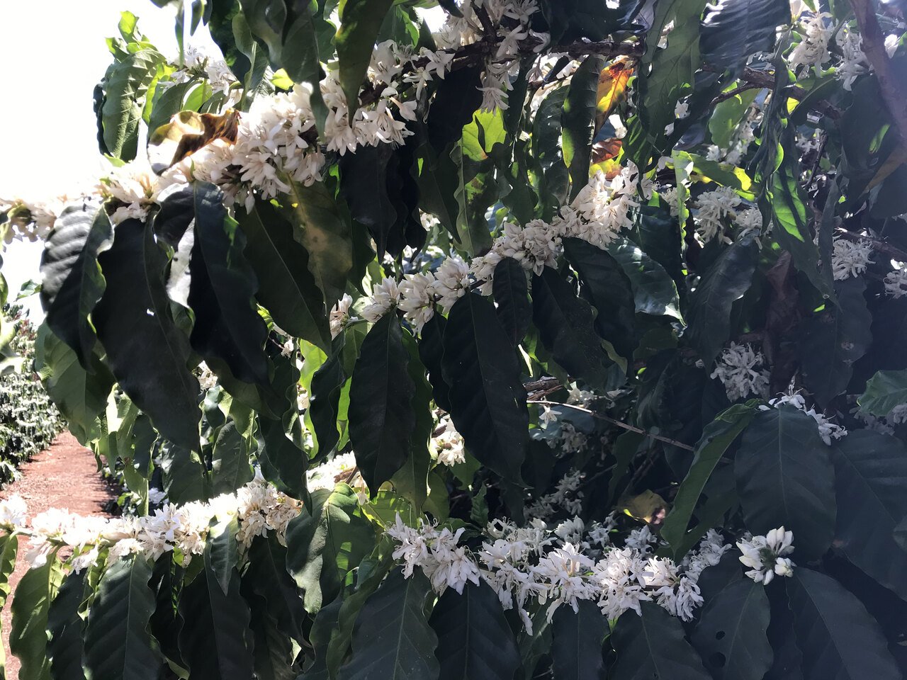 Galho de café carregado de flor branca